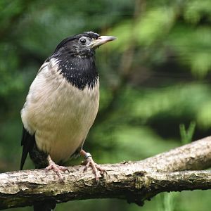 Rosy Starling Pastor roseus
