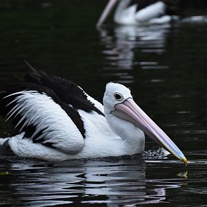 Australian Pelican Pelecanus conspicillatus