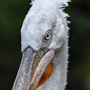 Dalmatian Pelican Pelecanus crispus