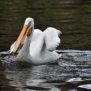 American White Pelican Pelecanus erythrorhynchos