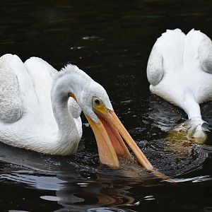 American White Pelican Pelecanus erythrorhynchos