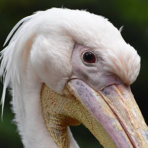 Great White Pelican Pelecanus onocrotalus