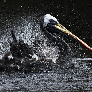 Peruvian Pelican Pelecanus thagus