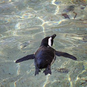 African penguin (Spheniscus demersus)
