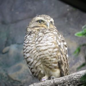Burrowing Owl (Athene cunicularia)