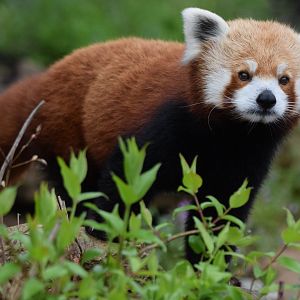 [April 2022] Red panda (Ailurus fulgens)