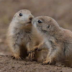 [April 2022] Black-tailed prairie dog (Cynomys ludovicianus) pups kissing