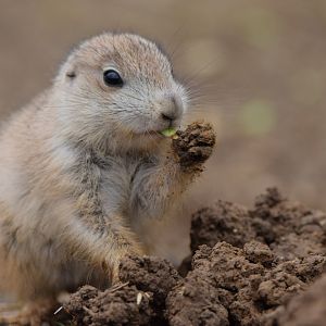 [April 2022] Black-tailed prairie dog (Cynomys ludovicianus) pup eating
