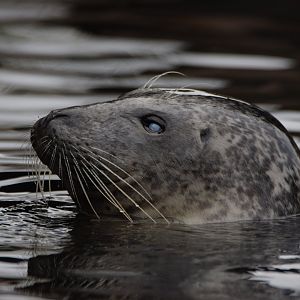 [April 2021] Sea Lion Sound- harbor seal (Phoca vitulina)