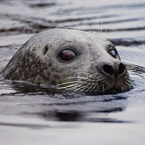 [April 2022] Sea Lion Sound- harbor seal (Phoca vitulina)