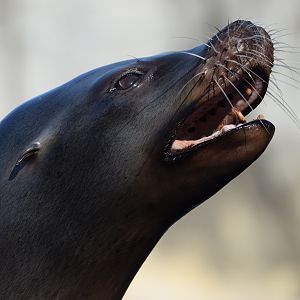 [March 2022] California sea lion (Zalophus californianus) opening mouth