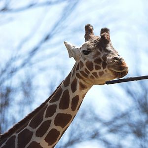 [March 2022] Red Rocks- reticulated giraffe (Giraffa camelopardalis reticulata) playing with stick