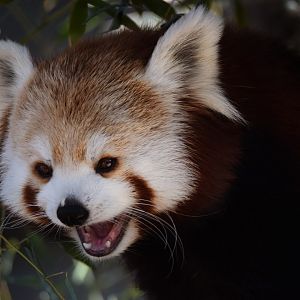 [March 2022] Red panda (Ailurus fulgens) yawning