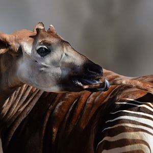 [March 2022] Red Rocks- Okapi (Okapia johnstoni) licking tail