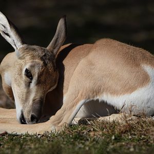 [March 2022] Red Rocks- Soemmering's gazelle (Nanger soemmerringii) calf grooming