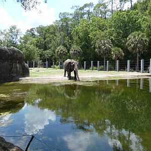 African Elephant Yard + Pool, Africa Loop - June 2022