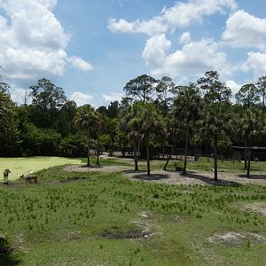 Mixed Species Savannah, Africa Loop - June 2022