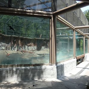 Magellanic Penguin Exhibit Construction ("Tuxedo Coast"), Play Park - June 2022