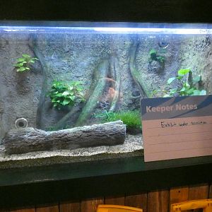 Exhibit Under Construction, Wild Florida - June 2022