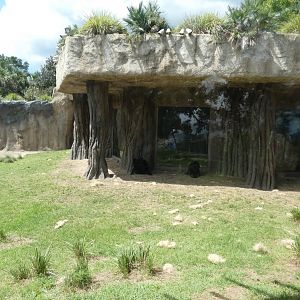 Gorilla Viewing Shelter, African Forest - June 2022
