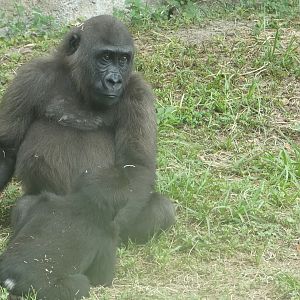 Young Gorillas, African Forest - June 2022