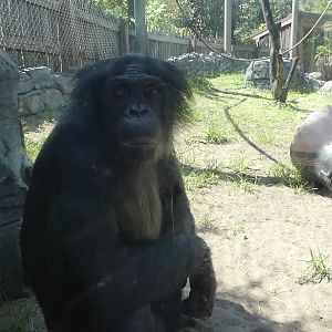Bonobo Up-close, African Forest - June 2022