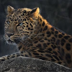 [December 2021] Big Cat Country- Amur leopard (Panthera pardus orientalis) lying