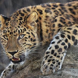 [December 2021] Amur leopard (Panthera pardus orientalis) snarling