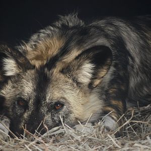 [December 2021] River's Edge- painted dog (Lycaon pictus) resting