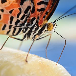 [December 2021] Butterfly Wing- Malay lacewing (Cethosia hypsea) eating banana