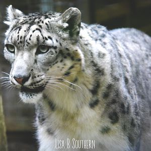 male snow leopard