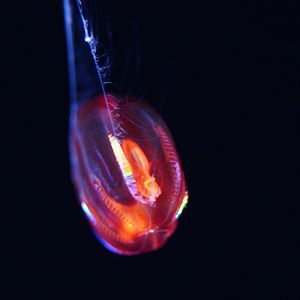 "Red X" with feeding tentacles out