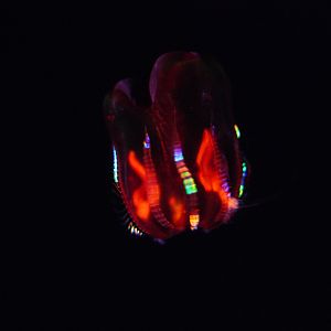 "Red X" Comb Jelly