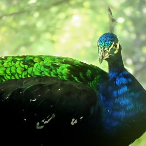 [September 2018] Indian peafowl (Pavo cristatus)