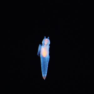 Sea Angel (Clione spp.)