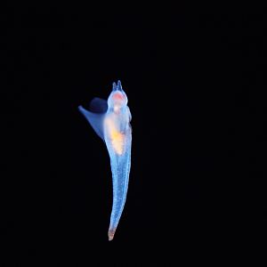 Sea Angel (Clione spp.)