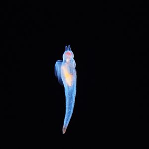 Sea Angel (Clione spp.)