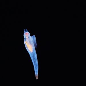 Sea Angel (Clione spp.)