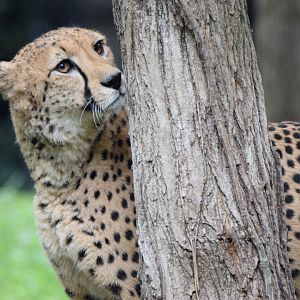 [September 2021] River's Edge- cheetah (Acinonyx jubatus) sniffing tree