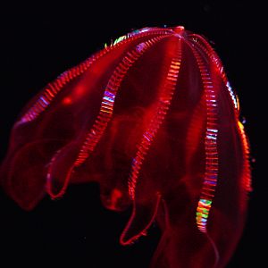 Bloody Belly Comb Jelly (Lampocteis Cruentiventer)