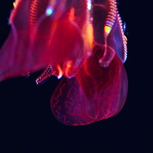 Bloody Belly Comb Jelly Lobes (Lampocteis Cruentiventer)