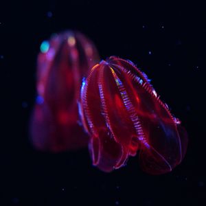Bloody Belly Comb Jelly (Lampocteis Cruentiventer)