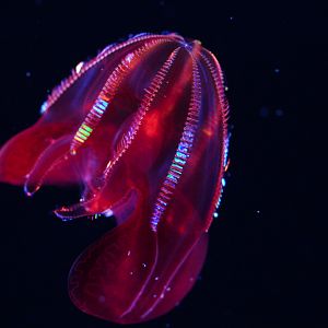 Bloody Belly Comb Jelly (Lampocteis Cruentiventer)