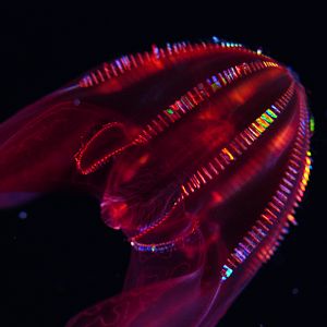 Bloody Belly Comb Jelly (Lampocteis Cruentiventer)