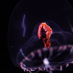 Snow Globe Jelly (Modeeria Rotunda)