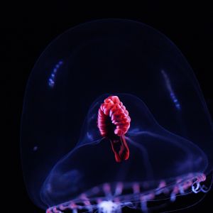 Snow Globe Jelly (Modeeria Rotund)