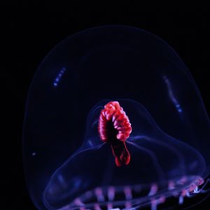 Snow Globe Jelly (Modeeria Rotunda)