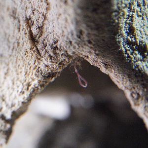 Bone-Eating Worms (Osedax spp.)