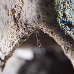 Bone-Eating Worms (Osedax spp.)