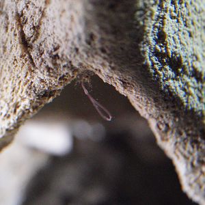 Bone-Eating Worms (Osedax spp.)